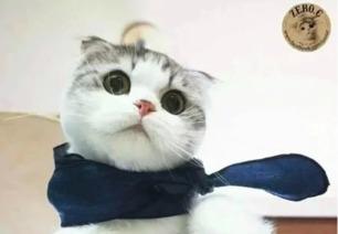 娱乐吃瓜君折耳猫坐姿,娱乐吃瓜君的萌态瞬间