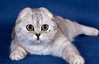 娱乐吃瓜君七七折耳猫,娱乐吃瓜君的萌宠日常