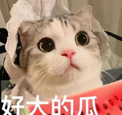 娱乐吃瓜酱内向的小猫,内向小猫的娱乐吃瓜日常